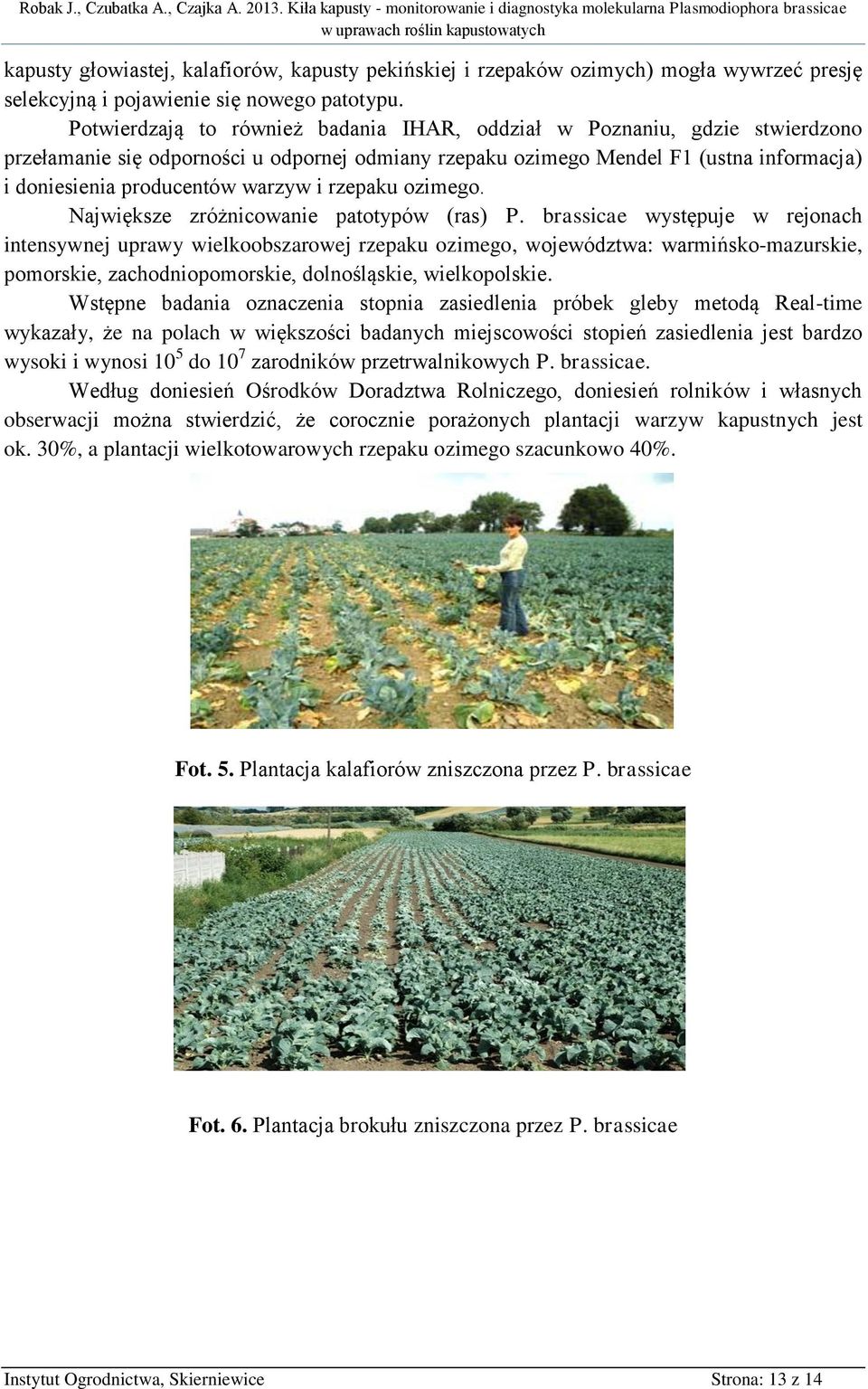 i rzepaku ozimego. Największe zróżnicowanie patotypów (ras) P.