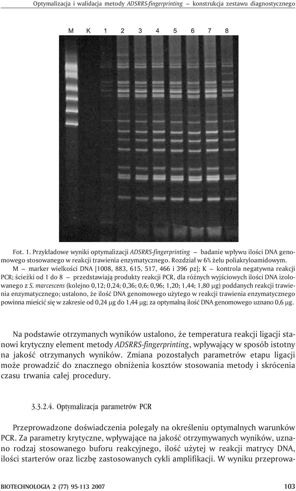 M marker wielkoœci DNA [1008, 883, 615, 517, 466 i 396 pz]; K kontrola negatywna reakcji PCR; œcie ki od 1 do 8 przedstawiaj¹ produkty reakcji PCR, dla ró nych wyjœciowych iloœci DNA izolowanego z S.