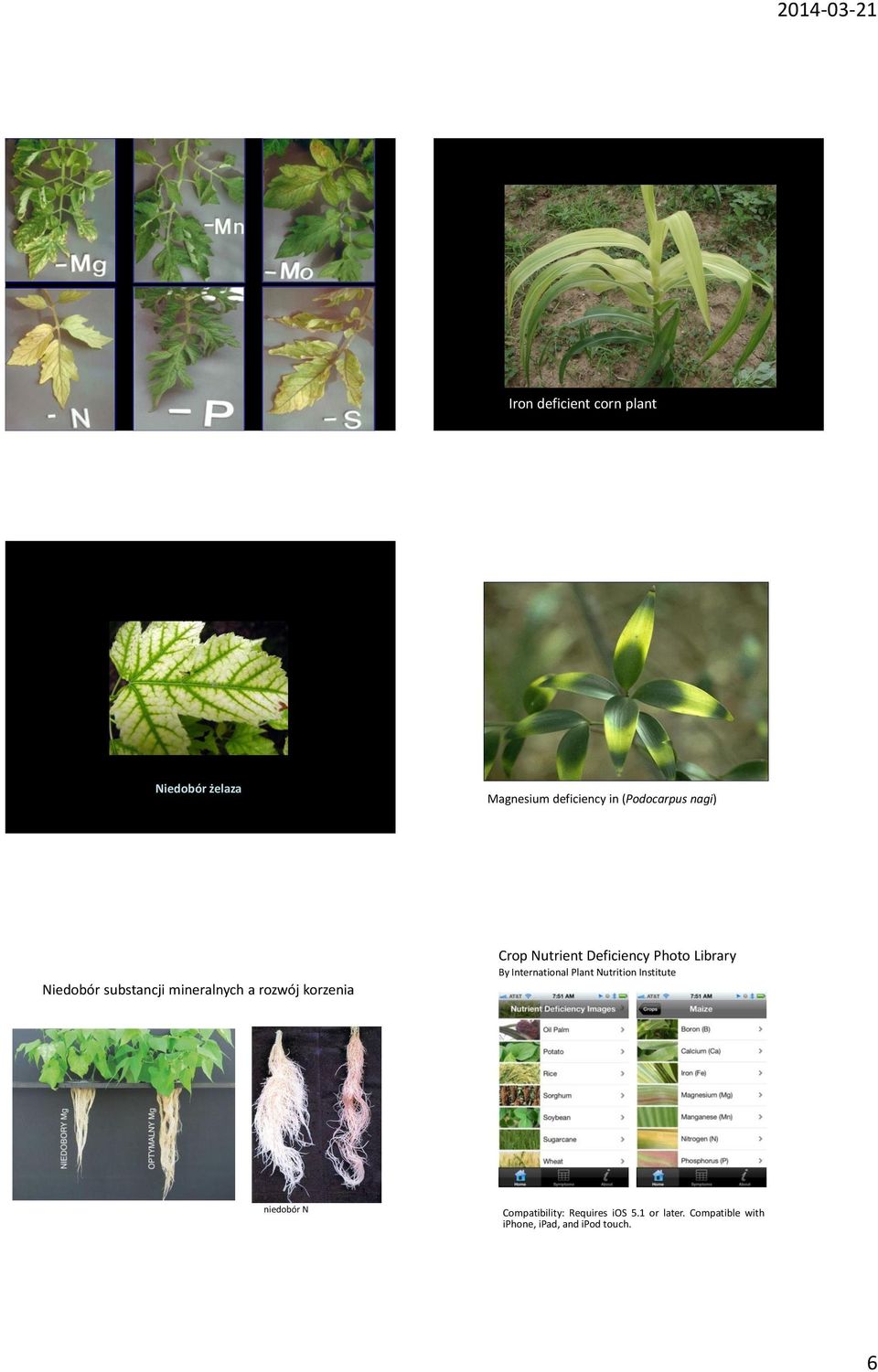 mineralnych a rozwój korzenia Crop Nutrient Deficiency Photo Library By