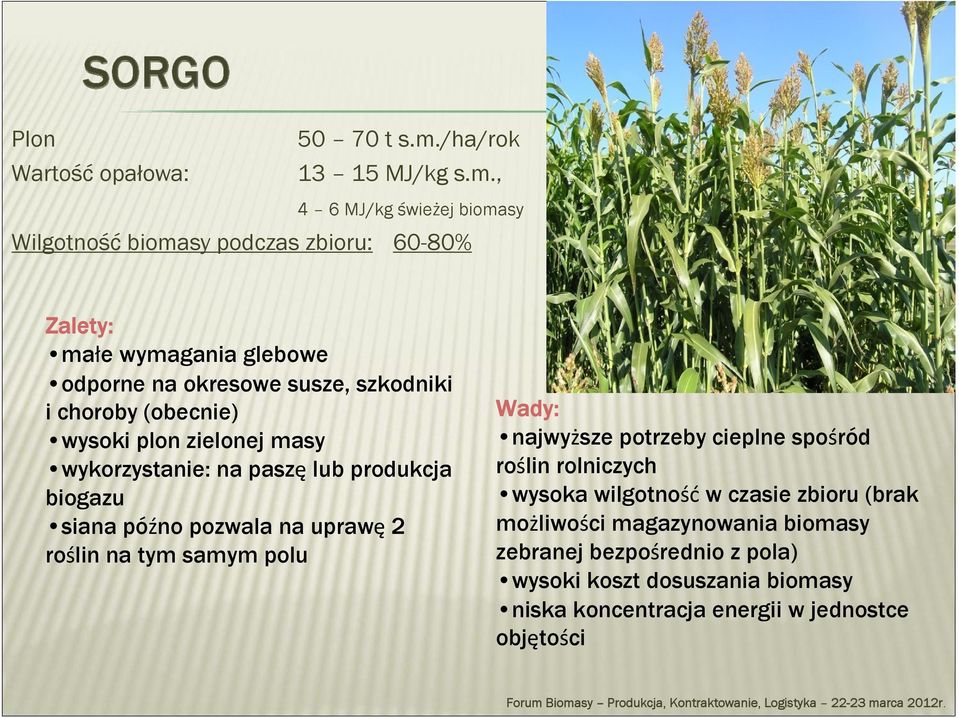 , 4 6 MJ/kg świeżej biomasy Wilgotność biomasy podczas zbioru: 60-80% Zalety: małe wymagania glebowe odporne na okresowe susze, szkodniki i