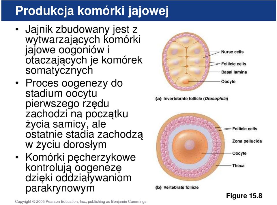 pierwszego rzędu zachodzi na początku życia samicy, ale ostatnie stadia zachodzą w