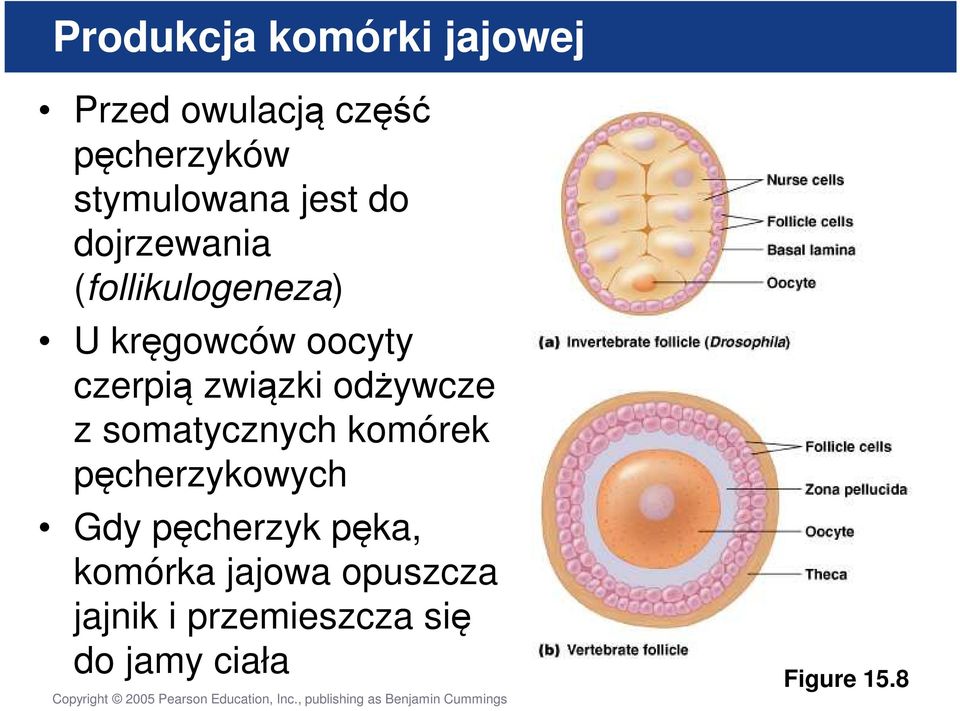 związki odżywcze z somatycznych komórek pęcherzykowych Gdy pęcherzyk