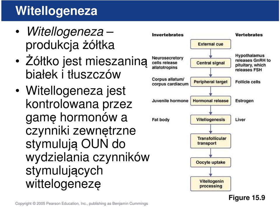 kontrolowana przez gamę hormonów a czynniki zewnętrzne