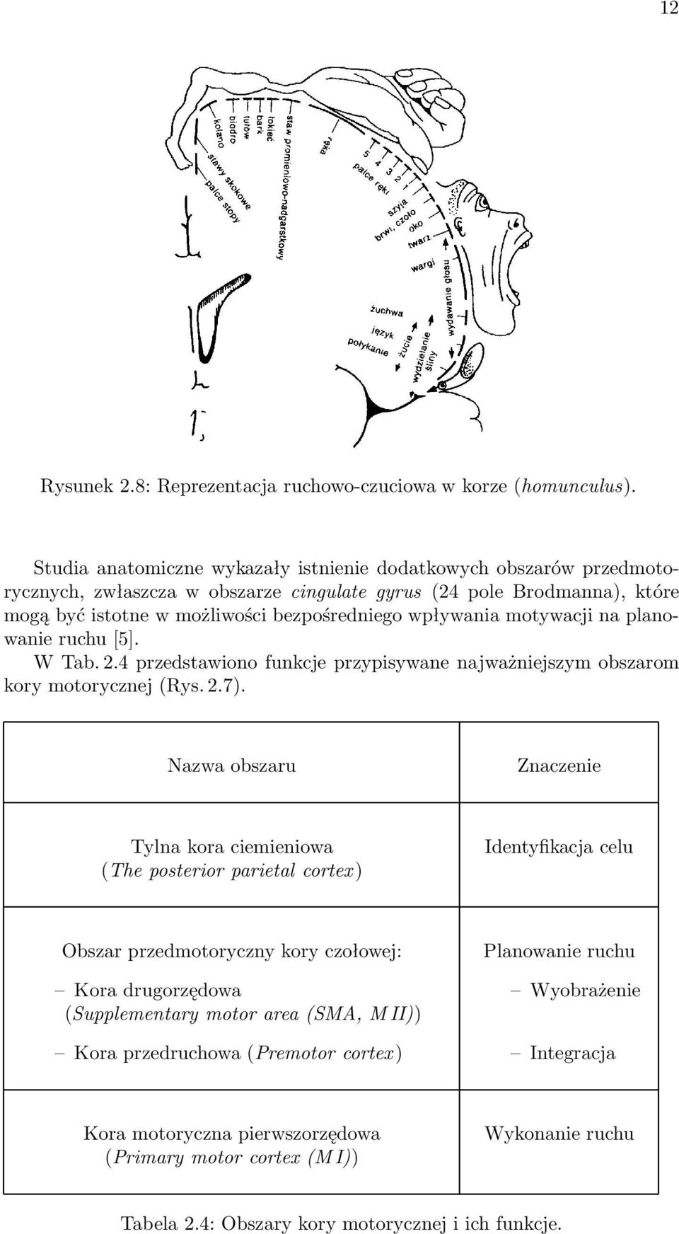 motywacji na planowanie ruchu [5]. W Tab. 2.4 przedstawiono funkcje przypisywane najważniejszym obszarom kory motorycznej (Rys. 2.7).