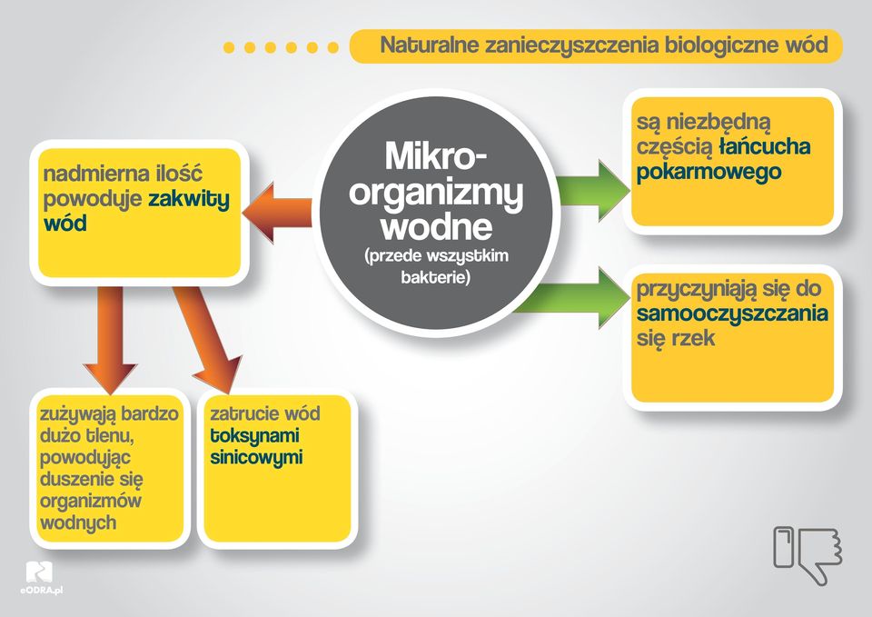 łańcucha pokarmowego przyczyniają się do samooczyszczania się rzek zużywają