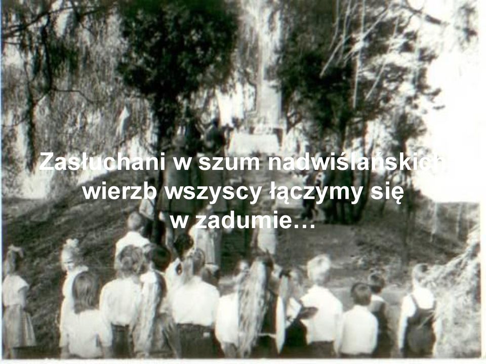 wierzb wszyscy