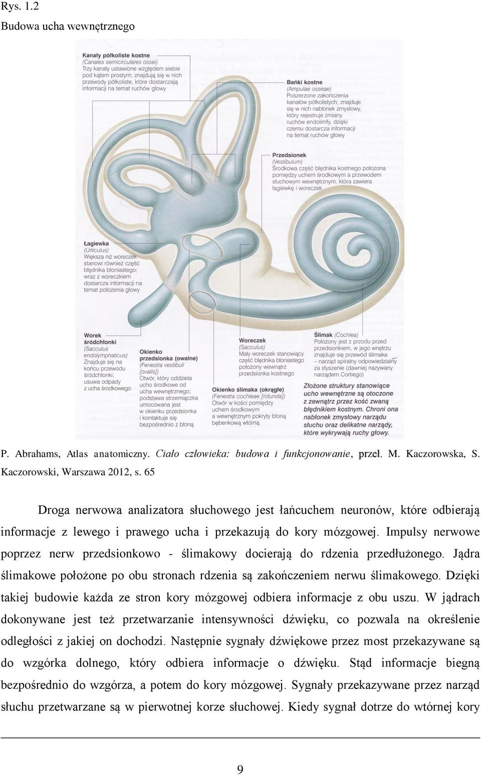 Impulsy nerwowe poprzez nerw przedsionkowo - ślimakowy docierają do rdzenia przedłużonego. Jądra ślimakowe położone po obu stronach rdzenia są zakończeniem nerwu ślimakowego.