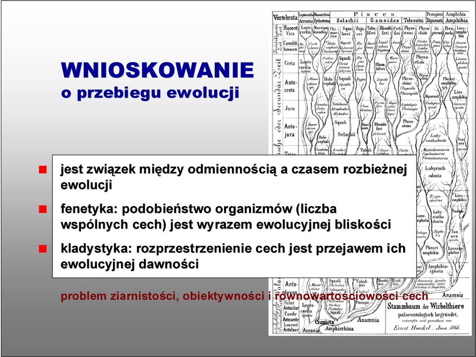 jest wyrazem ewolucyjnej bliskości kladystyka: rozprzestrzenienie cech jest