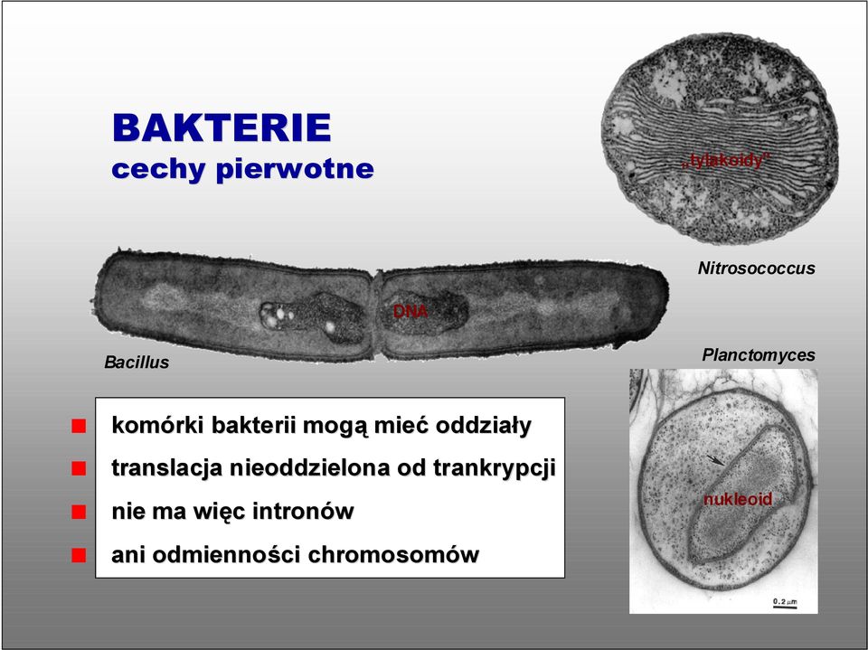 mieć oddziały translacja nieoddzielona od