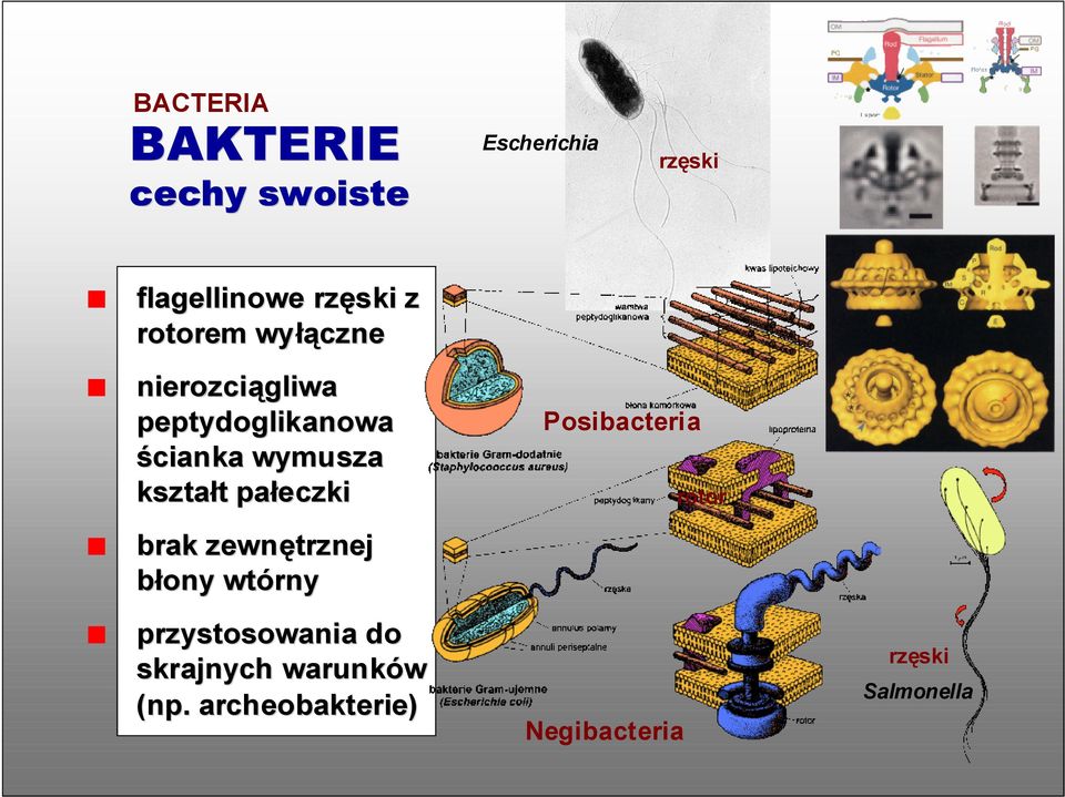 pałeczki brak zewnętrznej błony wtórny przystosowania do skrajnych