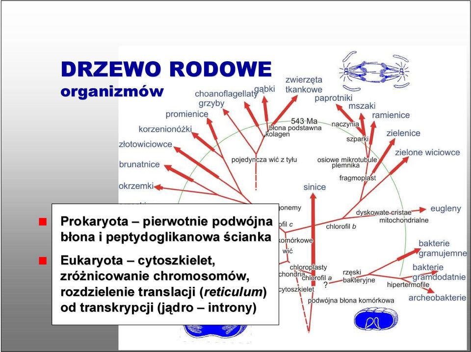 cytoszkielet, zróżnicowanie chromosomów, rozdzielenie
