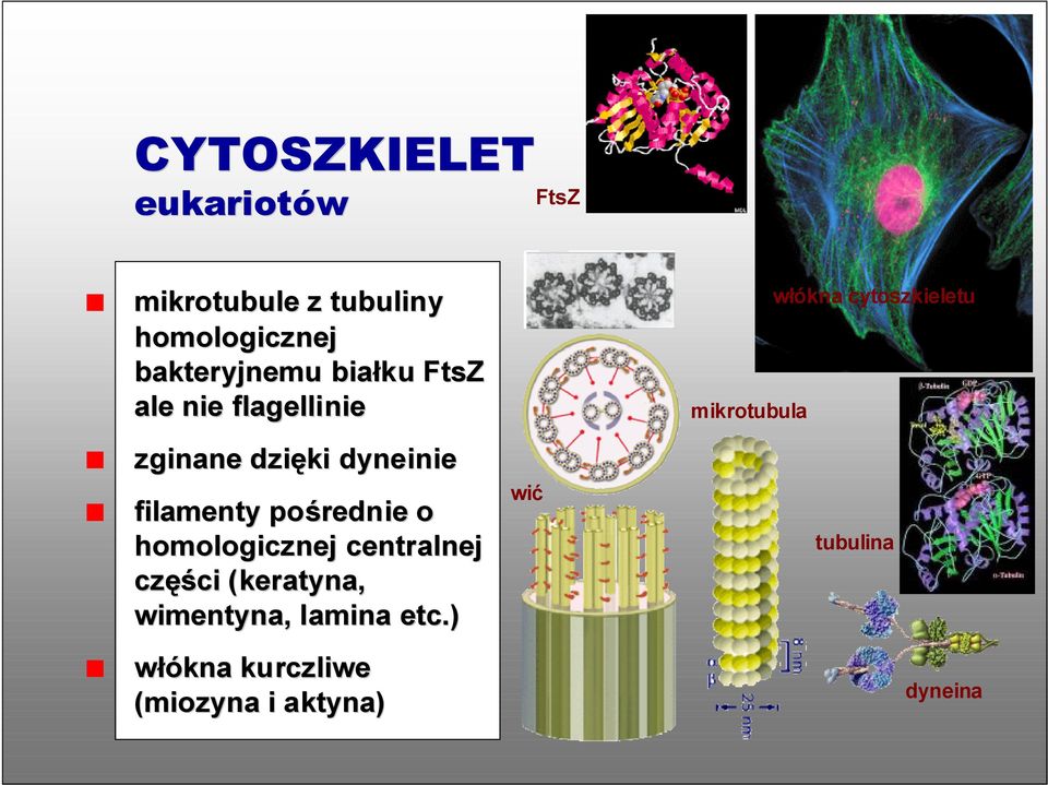 homologicznej centralnej części (keratyna, wimentyna, lamina etc.
