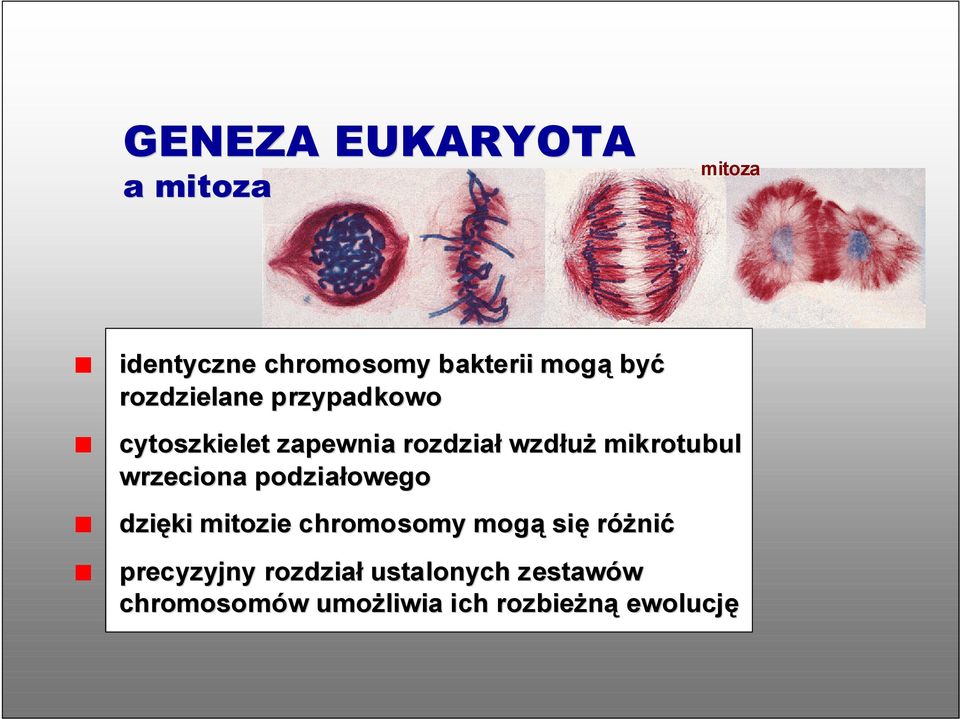 wrzeciona podziałowego dzięki mitozie chromosomy mogą się różnić