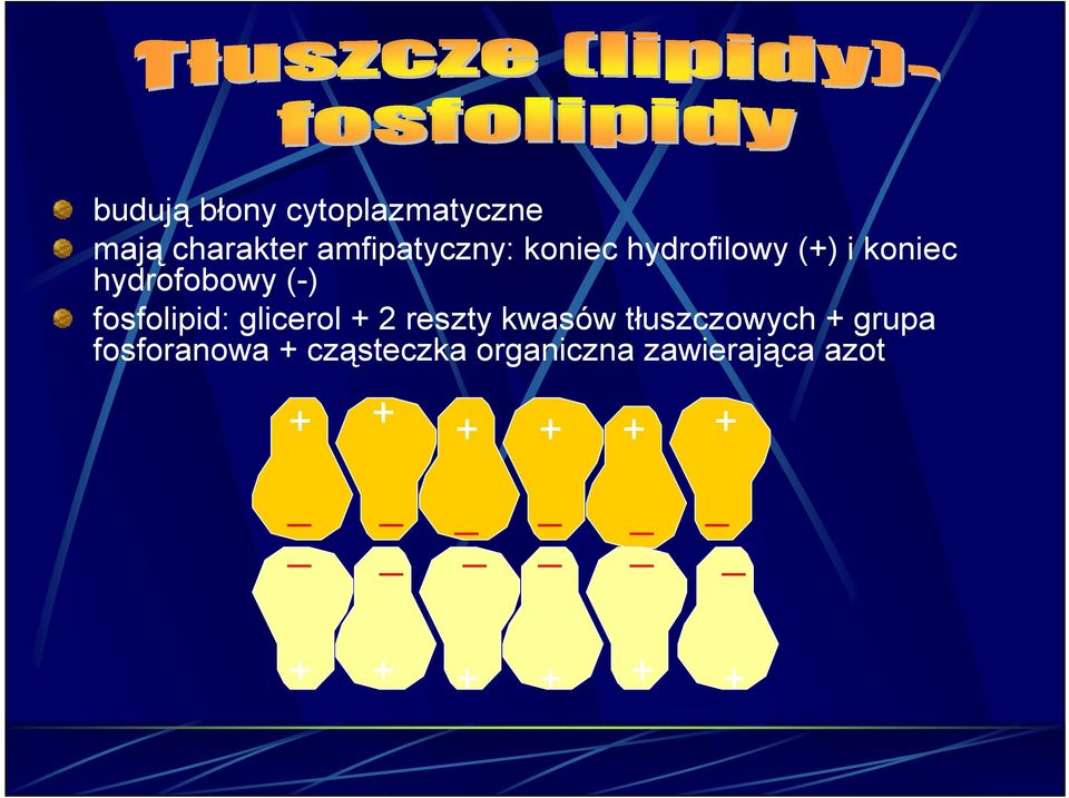 glicerol + 2 reszty kwasów tłuszczowych + grupa fosforanowa +