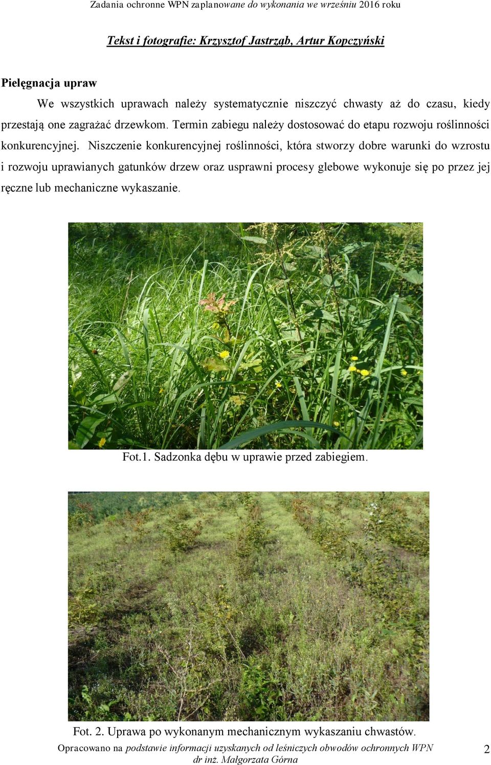 Niszczenie konkurencyjnej roślinności, która stworzy dobre warunki do wzrostu i rozwoju uprawianych gatunków drzew oraz usprawni procesy glebowe