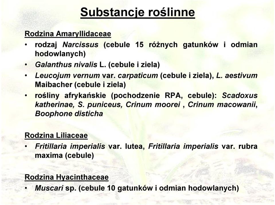 aestivum Maibacher (cebule i ziela) rośliny afrykańskie (pochodzenie RPA, cebule): Scadoxus katherinae, S.