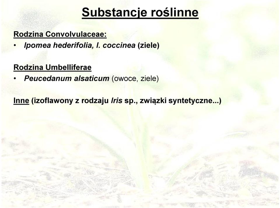 coccinea (ziele) Rodzina Umbelliferae Peucedanum