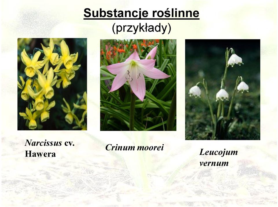 Narcissus cv.