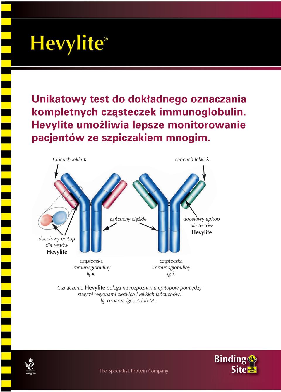 Oznaczenie Hevylite polega na rozpoznaniu epitopów pomiędzy stałymi  regionami ciężkich i lekkich łańcuchów. lg oznacza lgg, A lub M. - PDF  Darmowe pobieranie