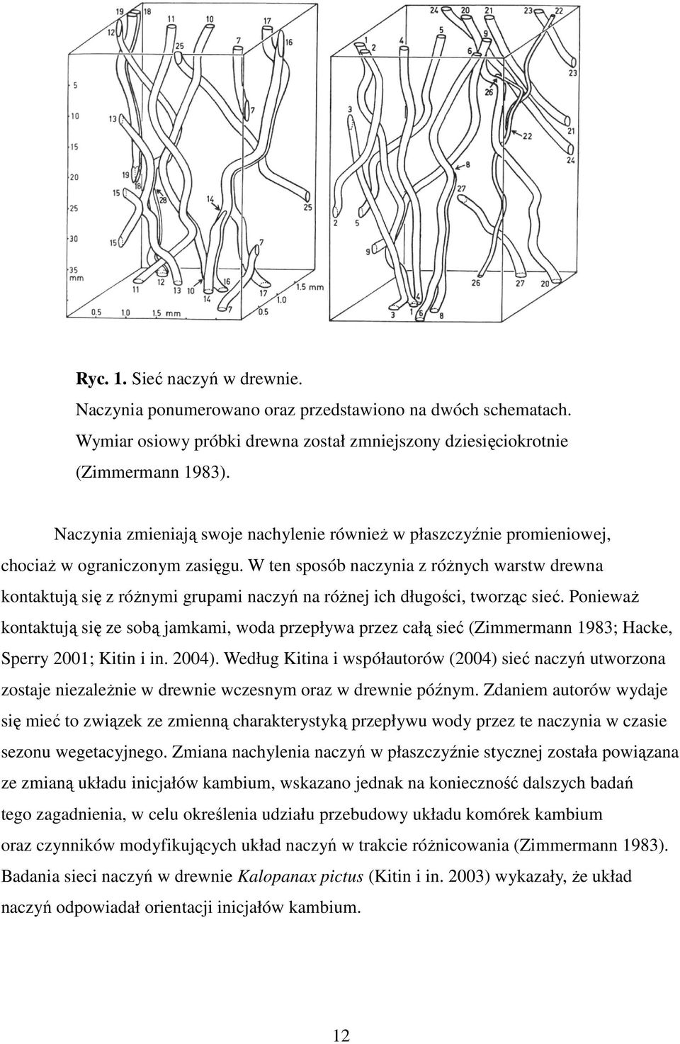 W ten sposób naczynia z róŝnych warstw drewna kontaktują się z róŝnymi grupami naczyń na róŝnej ich długości, tworząc sieć.