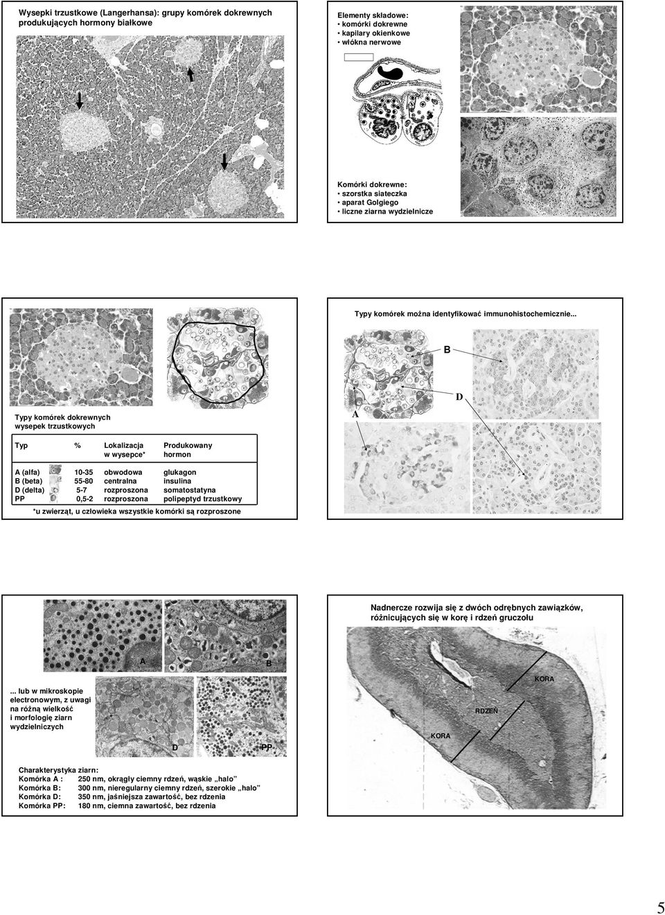 .. B D A Typy komórek dokrewnych wysepek trzustkowych Typ % Lokalizacja w wysepce* Produkowany hormon A (alfa) B (beta) D (delta) PP 10-35 55-80 5-7 0,5-2 obwodowa centralna rozproszona rozproszona