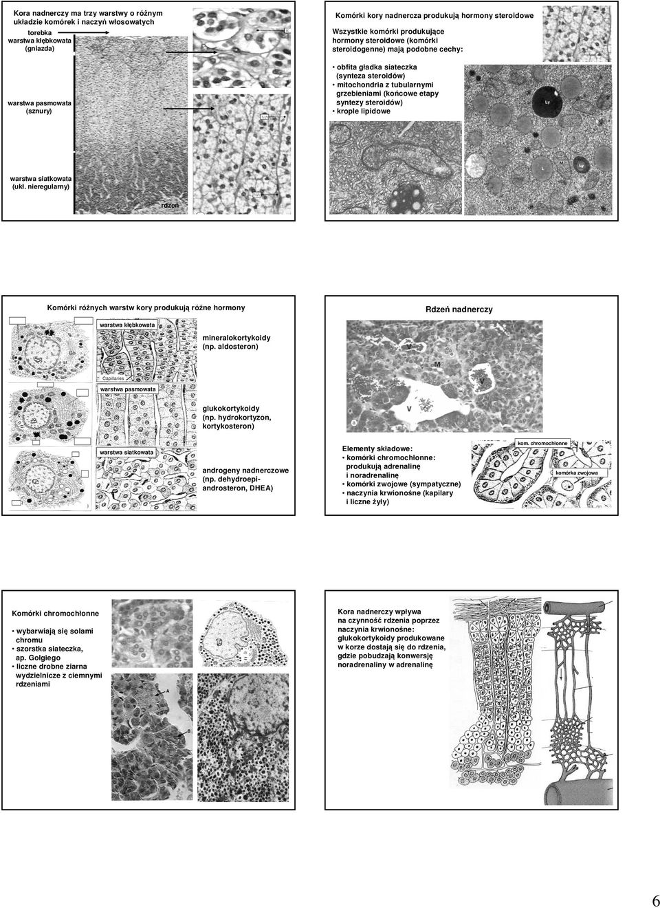 steroidów) krople lipidowe warstwa siatkowata (ukł. nieregularny) rdzeń Komórki różnych warstw kory produkują różne hormony Rdzeń nadnerczy warstwa kłębkowata mineralokortykoidy (np.