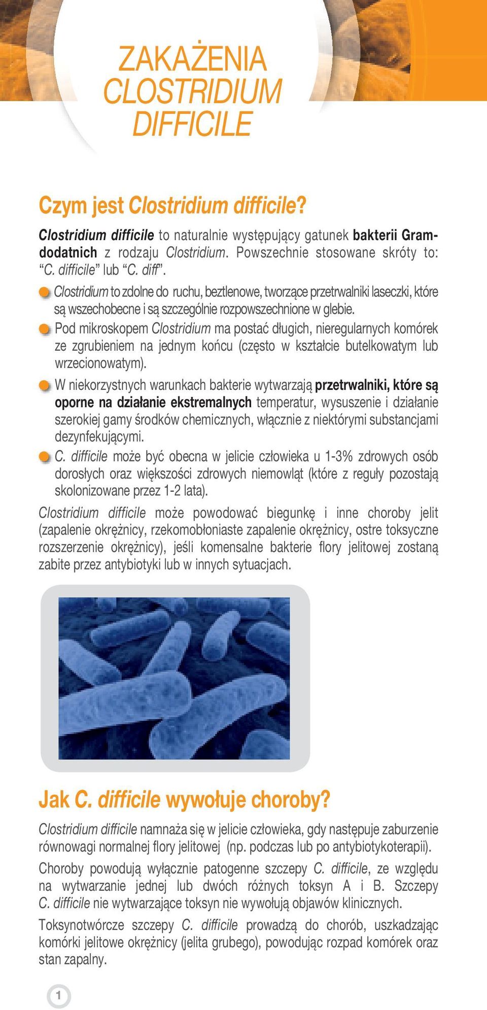 Pod mikroskopem Clostridium ma postać długich, nieregularnych komórek ze zgrubieniem na jednym końcu (często w kształcie butelkowatym lub wrzecionowatym).