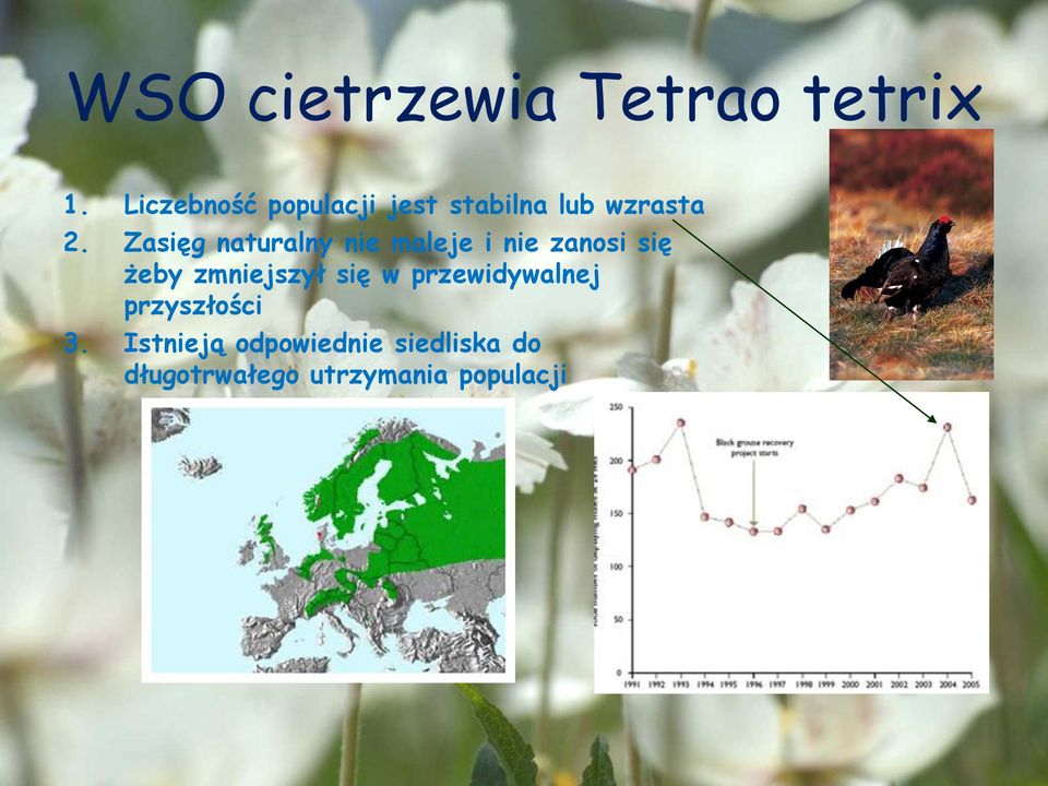 Zasięg naturalny nie maleje i nie zanosi się żeby zmniejszył