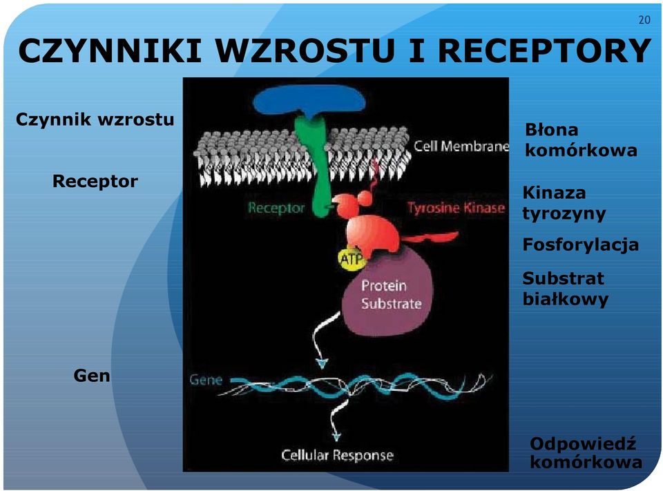 komórkowa Kinaza tyrozyny