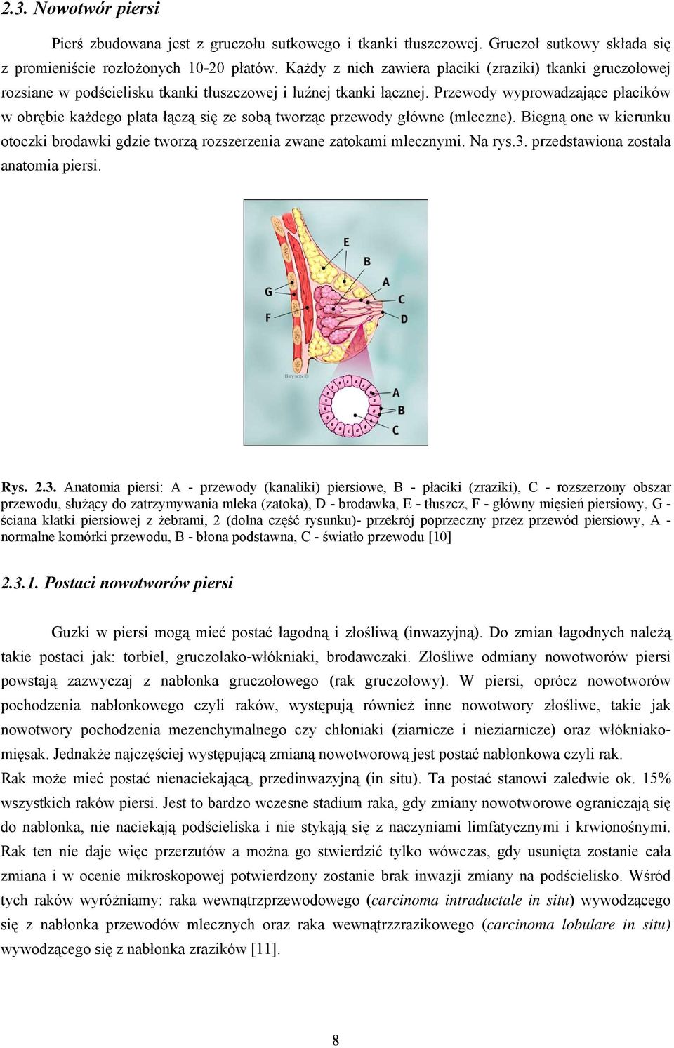 Przewody wyprowadzające płacików w obrębie każdego płata łączą się ze sobą tworząc przewody główne (mleczne). Biegną one w kierunku otoczki brodawki gdzie tworzą rozszerzenia zwane zatokami mlecznymi.