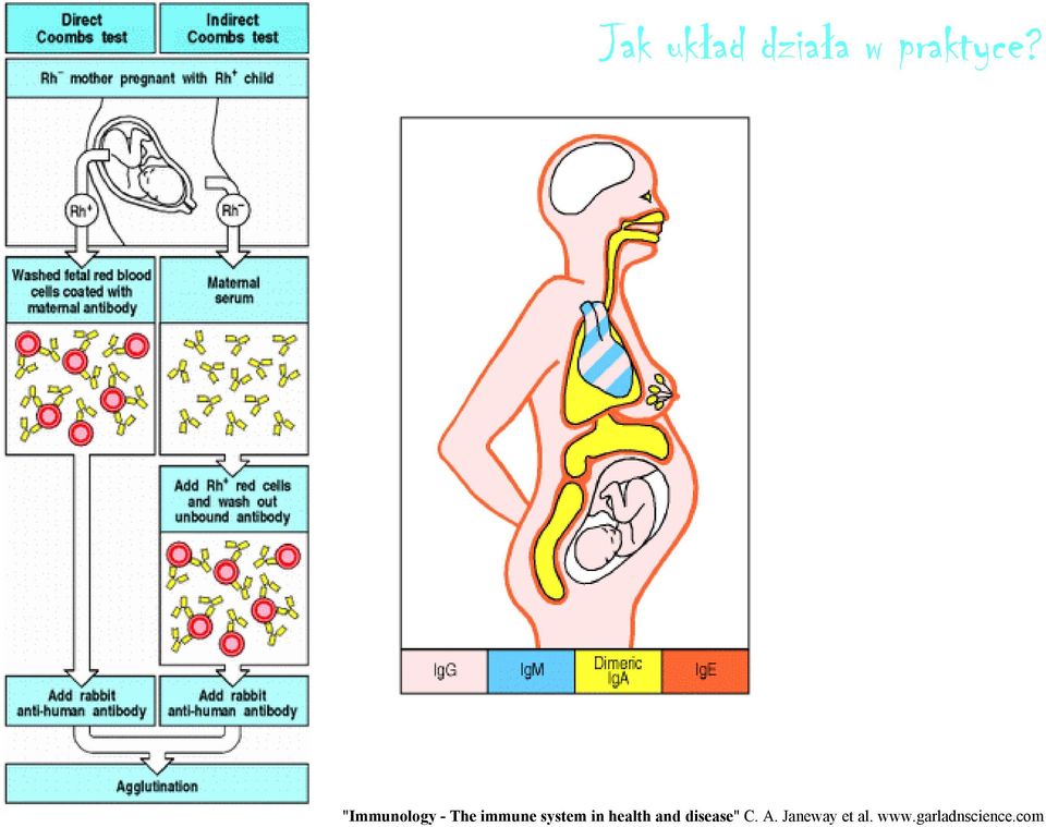 in health and disease" C. A.