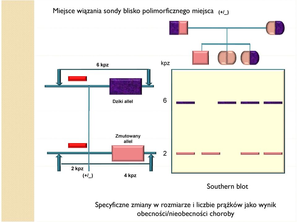 (+/_) 4 kpz Southern blot Specyficzne zmiany w