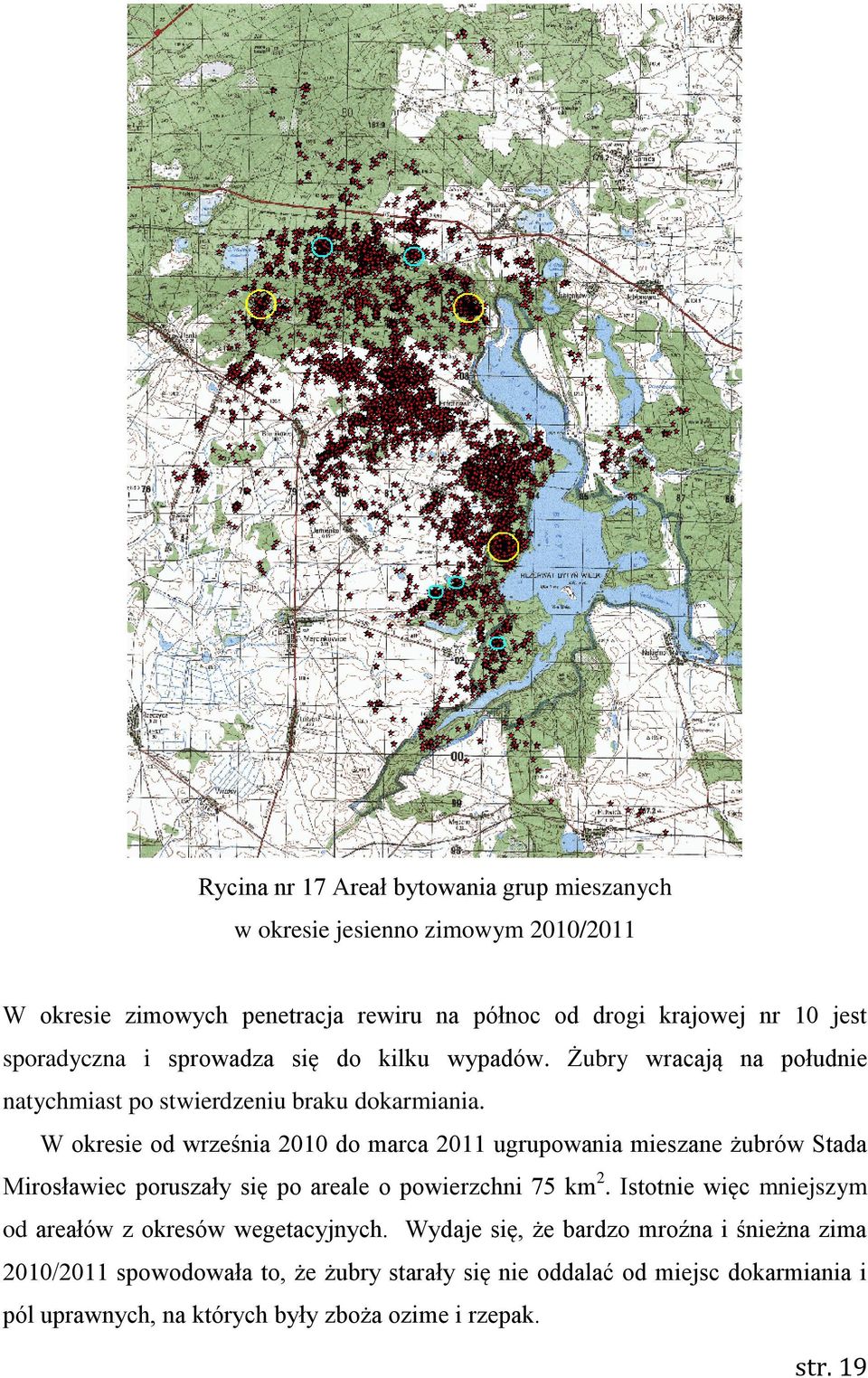 W okresie od września 2010 do marca 2011 ugrupowania mieszane żubrów Stada Mirosławiec poruszały się po areale o powierzchni 75 km 2.