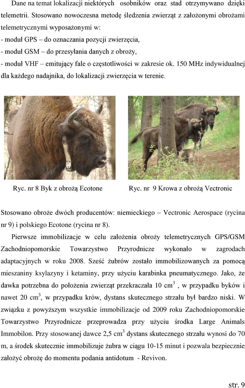 VHF emitujący fale o częstotliwości w zakresie ok. 150 MHz indywidualnej dla każdego nadajnika, do lokalizacji zwierzęcia w terenie. Ryc. nr 8 Byk z obrożą Ecotone Ryc.