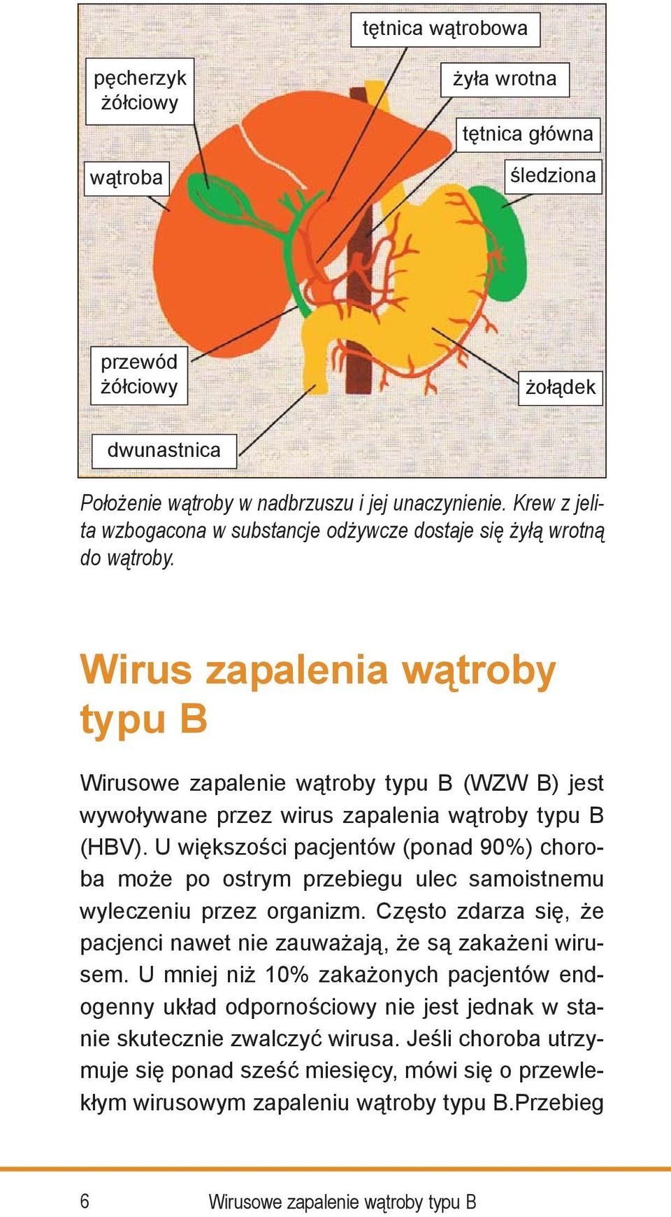 Wirus zapalenia wątroby typu B Wirusowe zapalenie wątroby typu B (WZW B) jest wywoływane przez wirus zapalenia wątroby typu B (HBV).