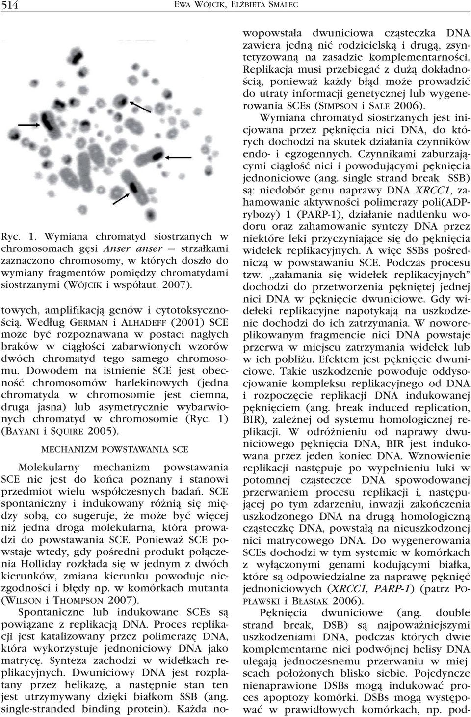 wopowstała dwuniciowa cząsteczka DNA zawiera jedną nić rodzicielską i drugą, zsyntetyzowaną na zasadzie komplementarności.