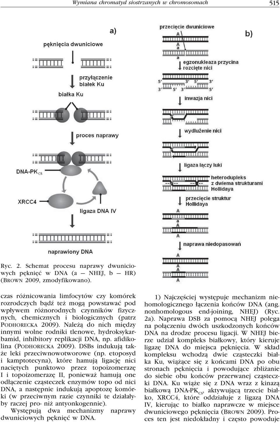 Należą do nich między innymi wolne rodniki tlenowe, hydroksykarbamid, inhibitory replikacji DNA, np. afidikolina (Podhorecka 2009). DSBs indukują także leki przeciwnowotworowe (np.