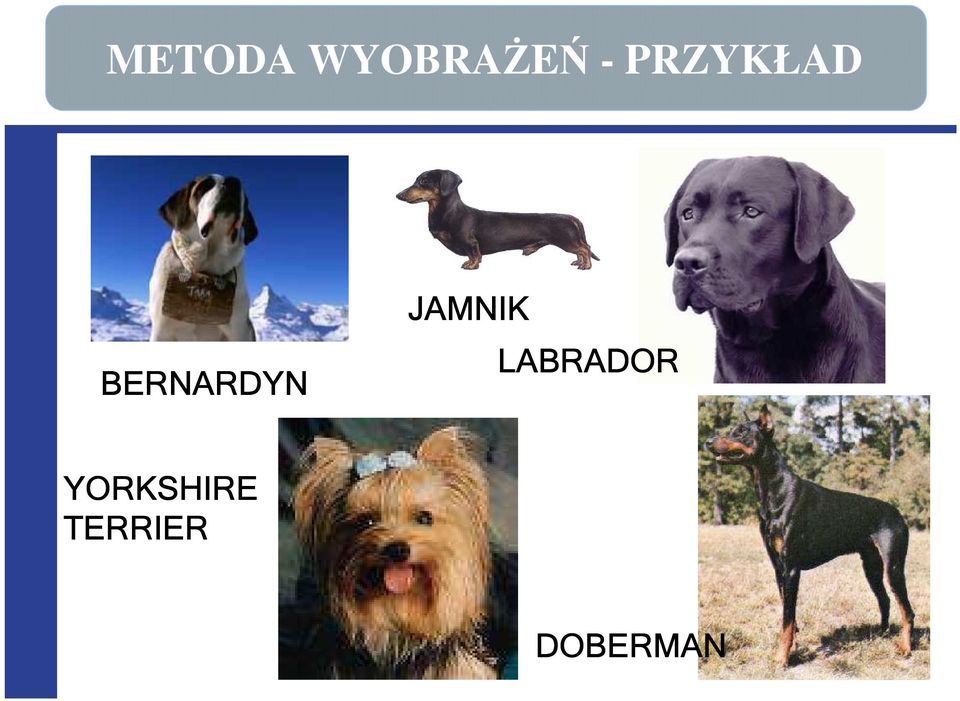 JAMNIK LABRADOR