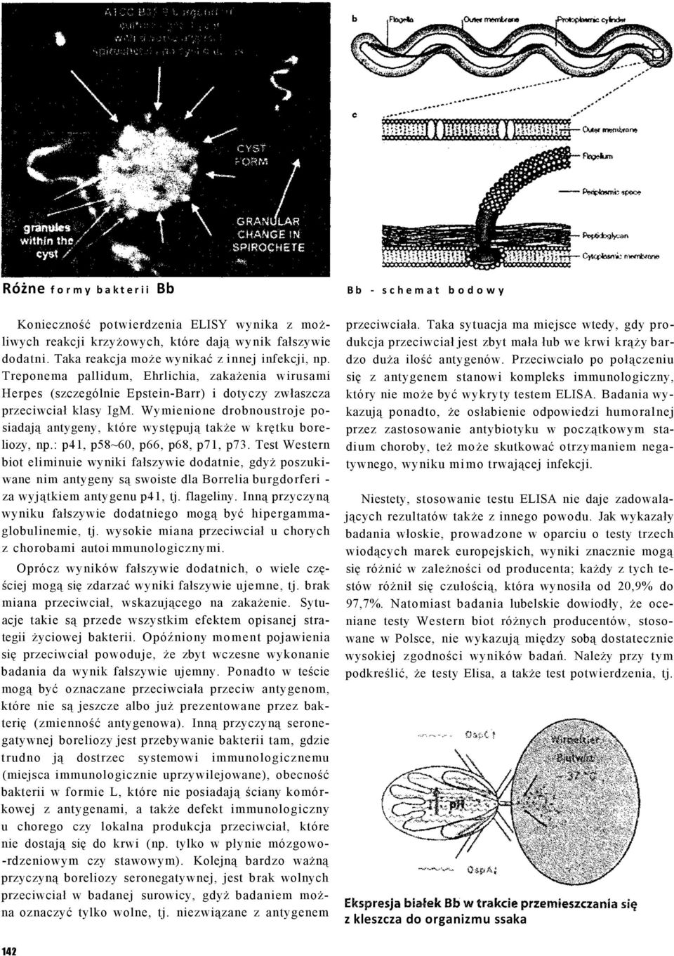 Wymienione drobnoustroje posiadają antygeny, które występują także w krętku boreliozy, np.: p41, p58~60, p66, p68, p71, p73.