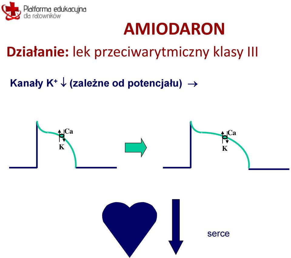 III Kanały K + (zależne