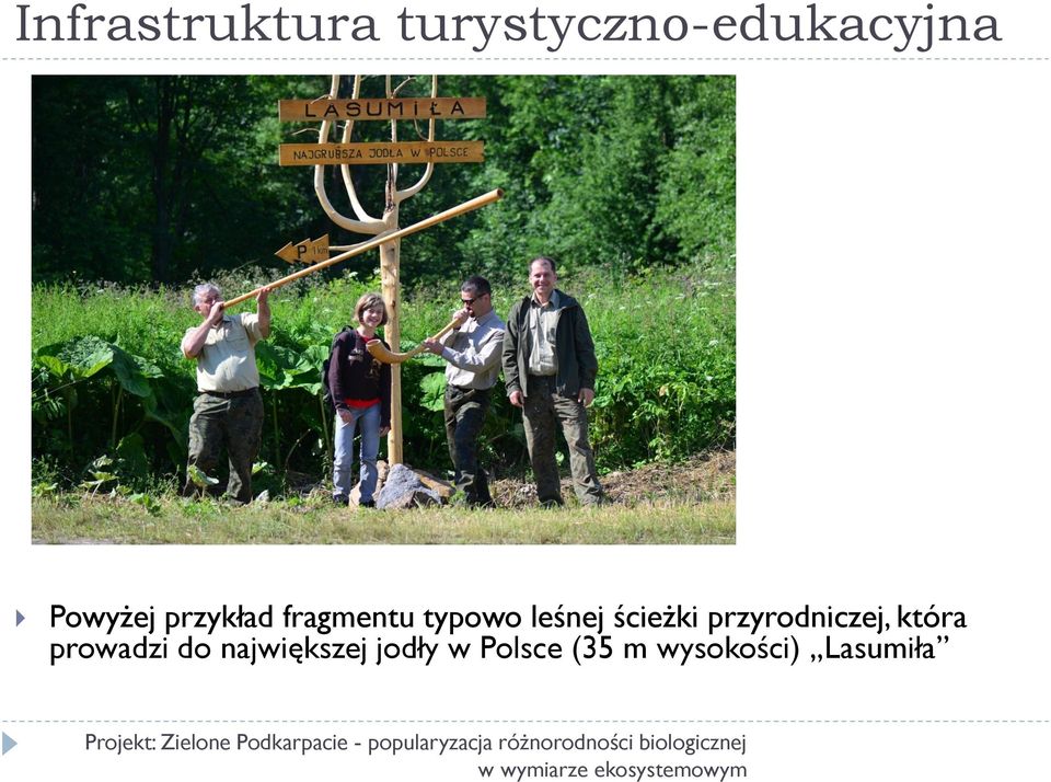 jodły w Polsce (35 m wysokości) Lasumiła Projekt: Zielone