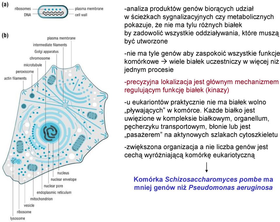 (kinazy) -u eukariontów praktycznie nie ma białek wolno pływających w komórce.