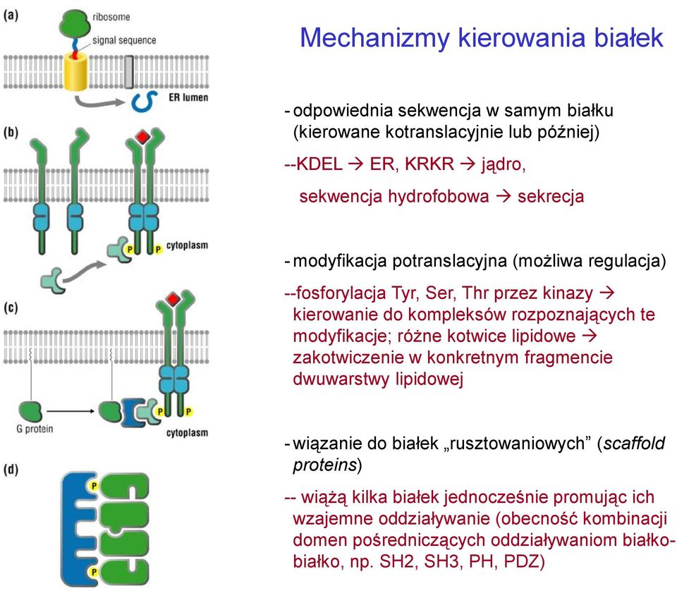modyfikacje; różne kotwice lipidowe zakotwiczenie w konkretnym fragmencie dwuwarstwy lipidowej - wiązanie do białek rusztowaniowych (scaffold proteins)