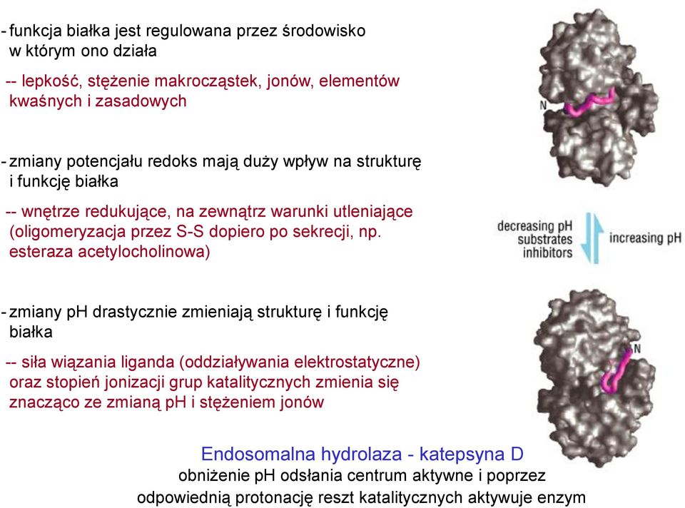 esteraza acetylocholinowa) - zmiany ph drastycznie zmieniają strukturę i funkcję białka -- siła wiązania liganda (oddziaływania elektrostatyczne) oraz stopień jonizacji grup