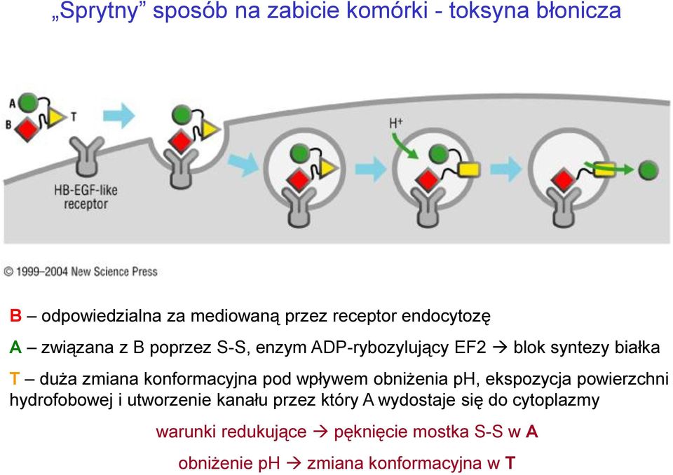 konformacyjna pod wpływem obniżenia ph, ekspozycja powierzchni hydrofobowej i utworzenie kanału przez