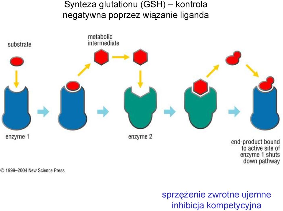 wiązanie liganda sprzężenie