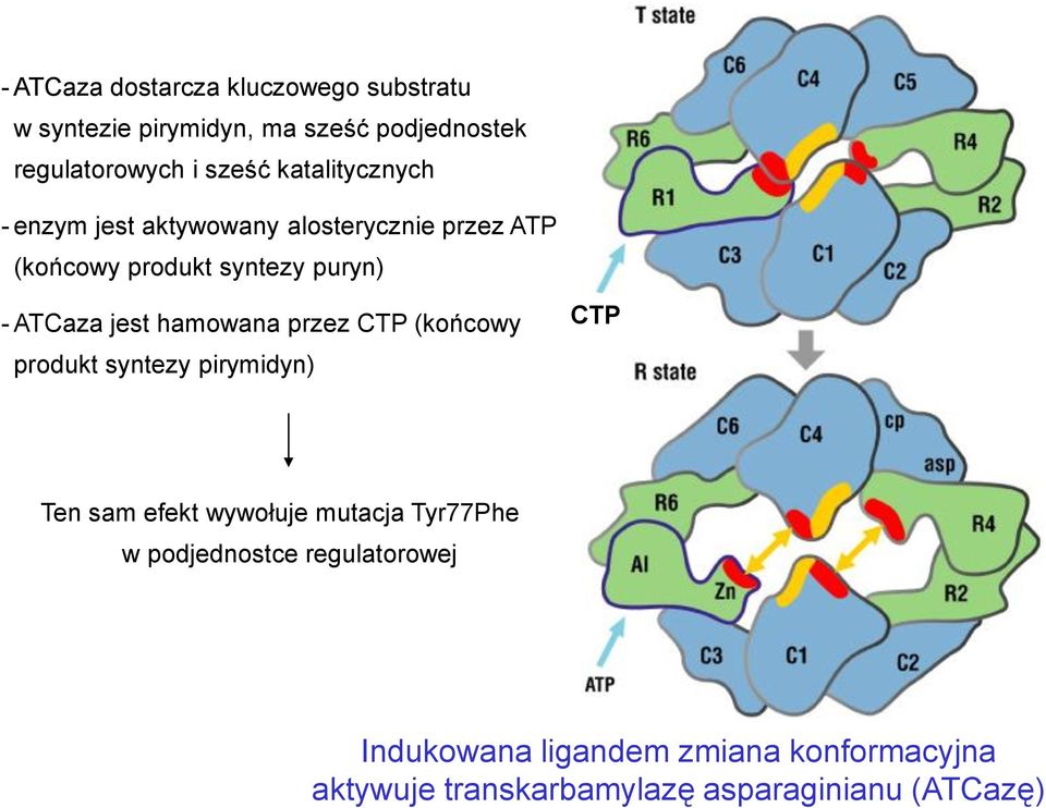 hamowana przez CTP (końcowy produkt syntezy pirymidyn) CTP Ten sam efekt wywołuje mutacja Tyr77Phe w