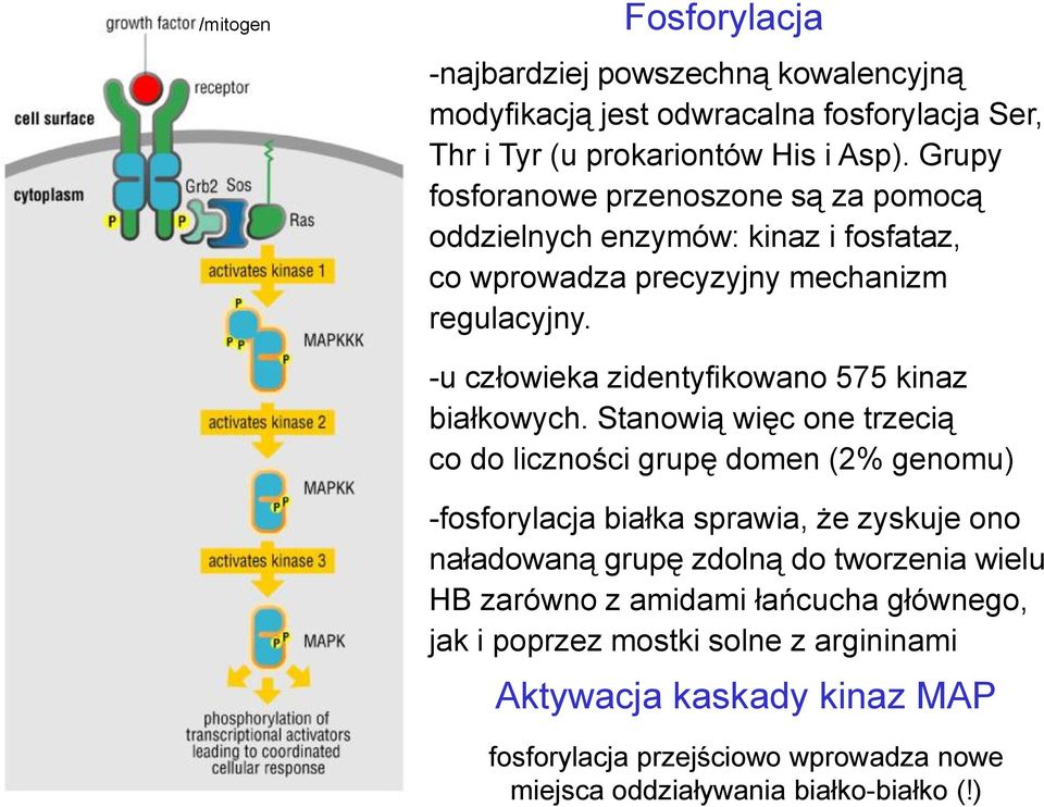 -u człowieka zidentyfikowano 575 kinaz białkowych.