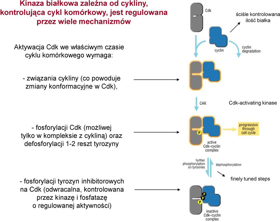 Cdk), Cdk-activating kinase - fosforylacji Cdk (możliwej tylko w kompleksie z cykliną) oraz defosforylacji 1-2 reszt tyrozyny -