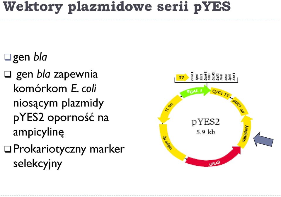 coli niosącym plazmidy pyes2 oporność